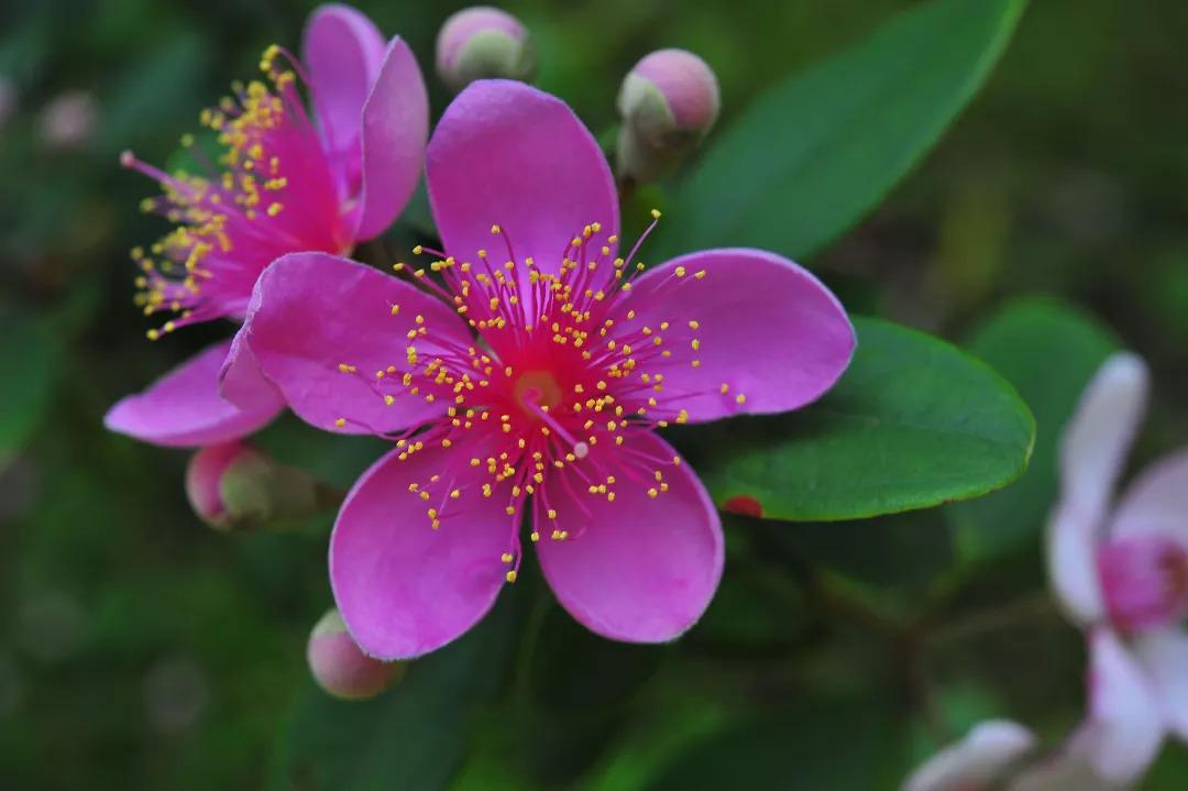 儿时的零食野果,俗称山捻子,如今身价倍增,能达数十元一斤