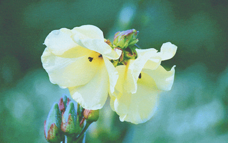 野芙蓉物种故事系列报道(一)之历史篇