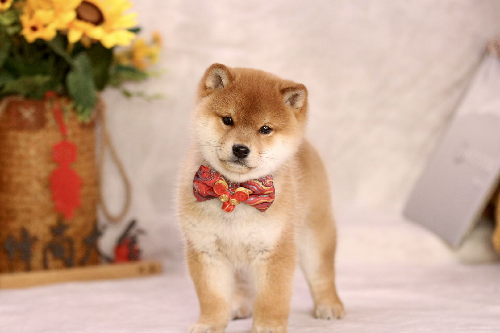 柴犬体型超标吗?一线城市能养吗?