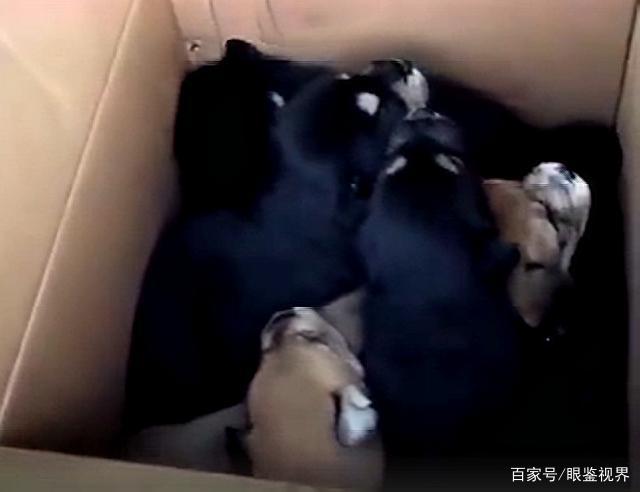 人口地下屠宰_女畜地下屠宰