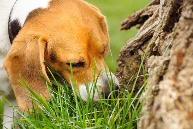 狗为什么要吃土吃草是体内缺乏元素还是狗粮不好吃