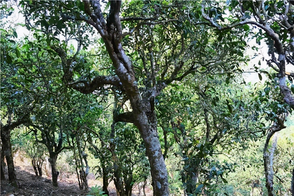 普洱茶友无人不晓的冰岛古树普洱茶，口感有何特点？