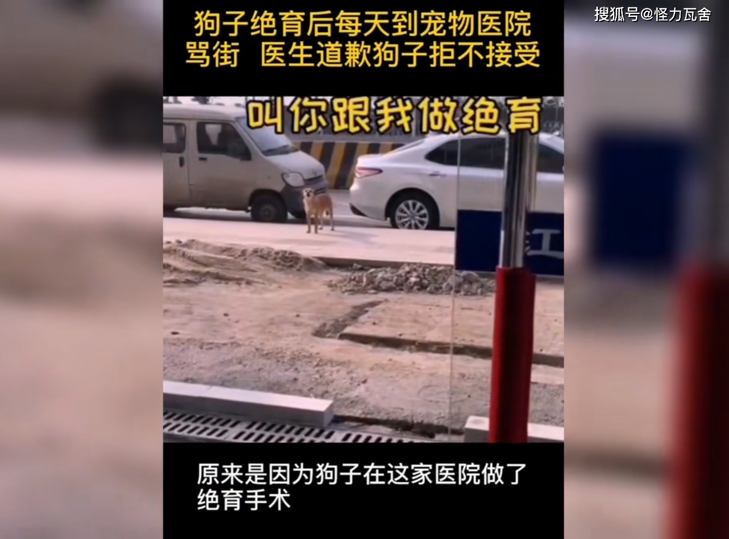 给宠物狗做绝育手术真的是爱狗吗狗如果这算爱我想做个人