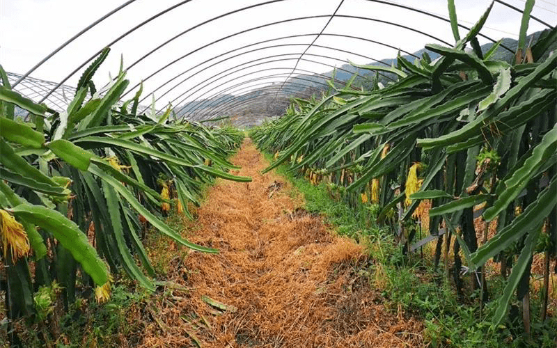 创建天府旅游名县！四川兴文的红心火龙果熟啦！今年再来