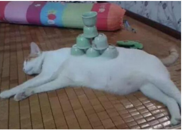 主人百般蹂躪虐待，高冷貓咪都無動於衷，背後真相讓人笑瘋 萌趣萌寵 第2张