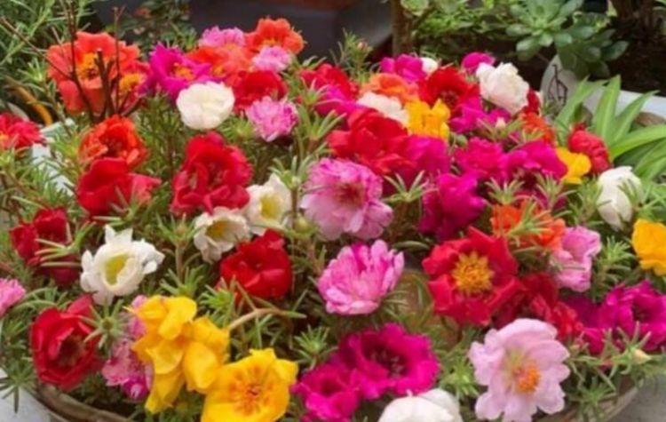 哪些花可以净化空气 f7556efe61764cc1af1f2017190744af.jpeg