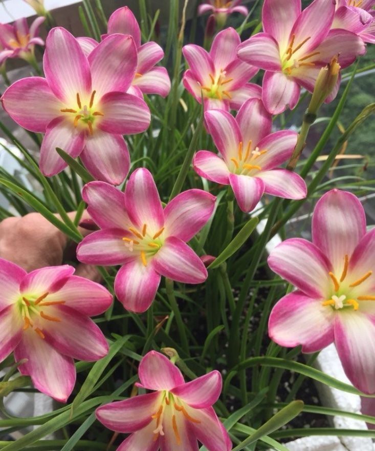 耐热耐晒更耐旱,名字好听花更美,开花漂亮上档次_倒挂金钟