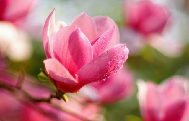 今天1月30日 这三个星座桃花运开始爆发 双子座