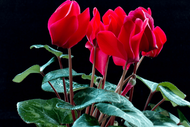 ffcc07d31a95412f80ee0ec4d081f7ce.png