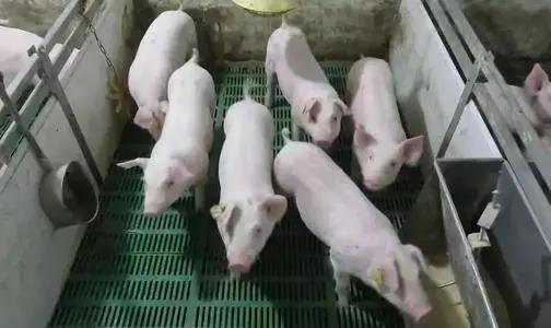 非瘟猪场怎么消毒复养做好这几点