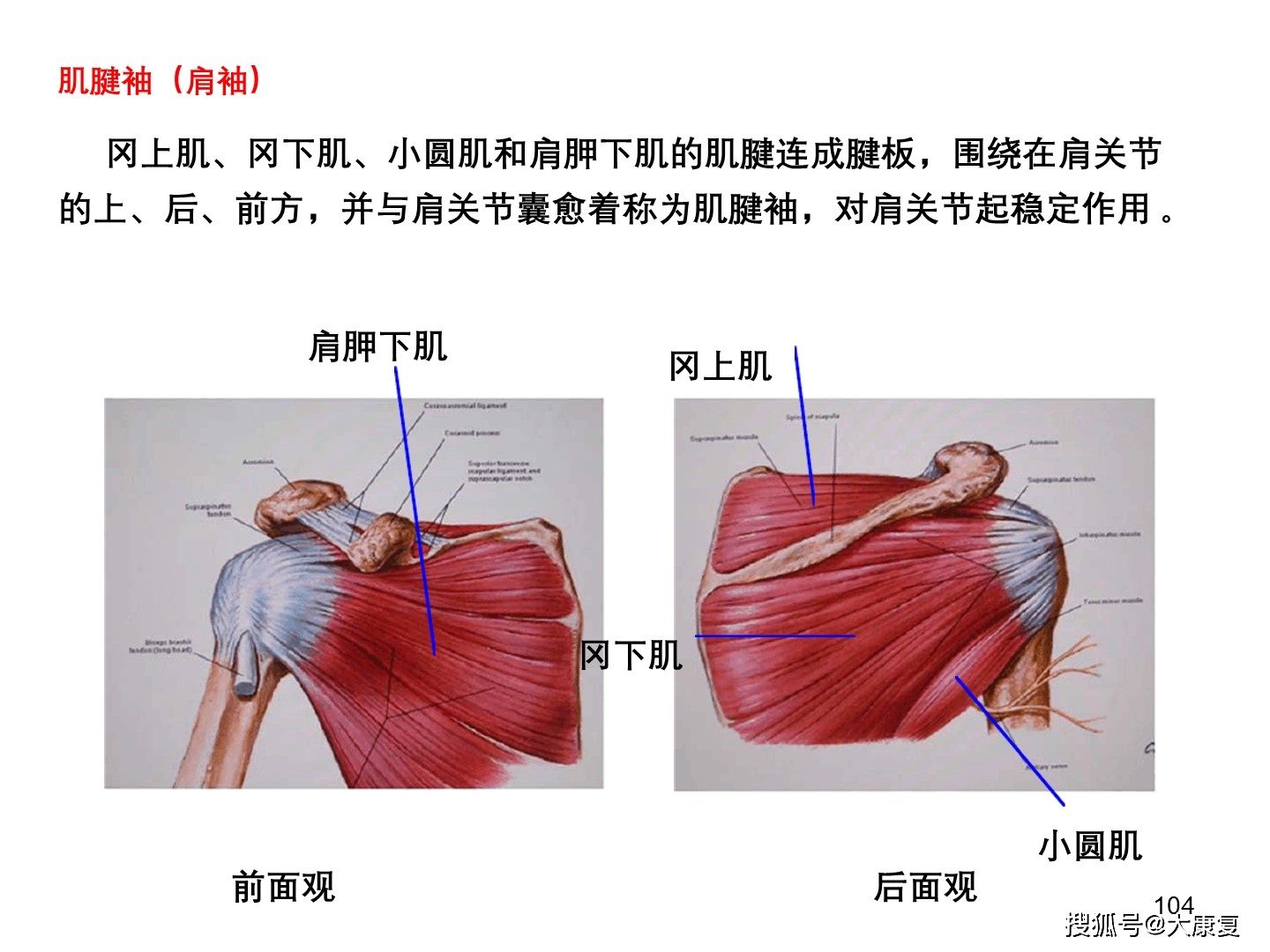 肩关节解剖及疾病诊治
