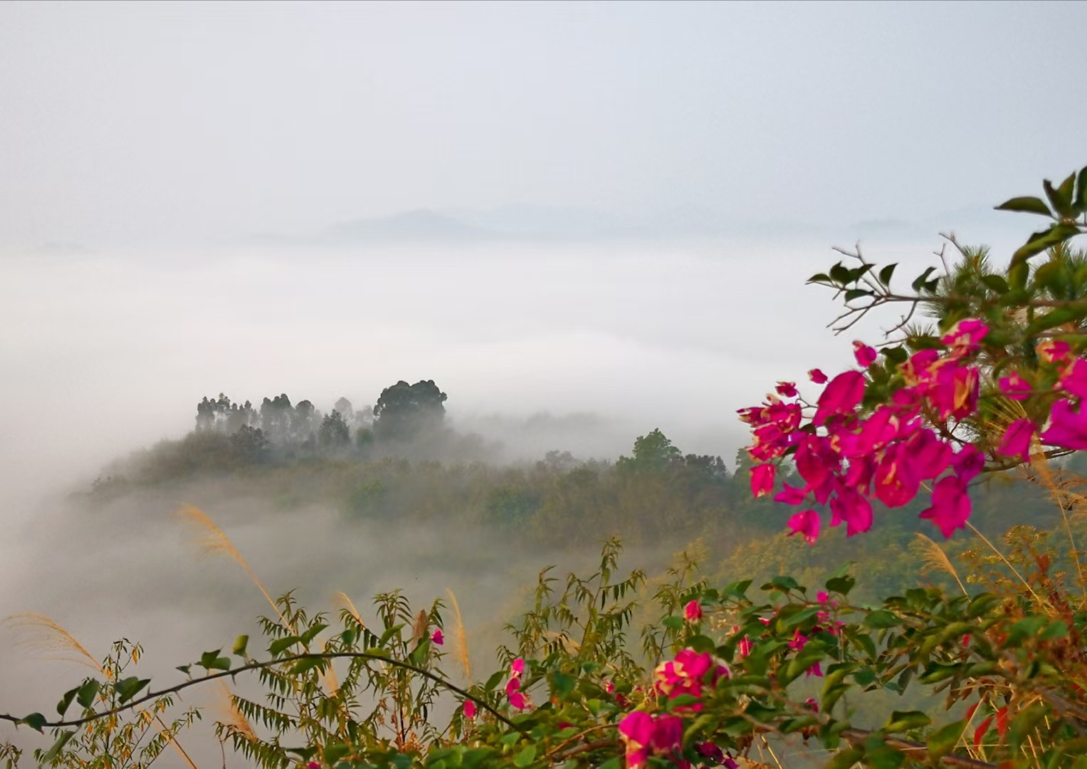 粤龙山清风园，阐述一个摄影师的精神世界