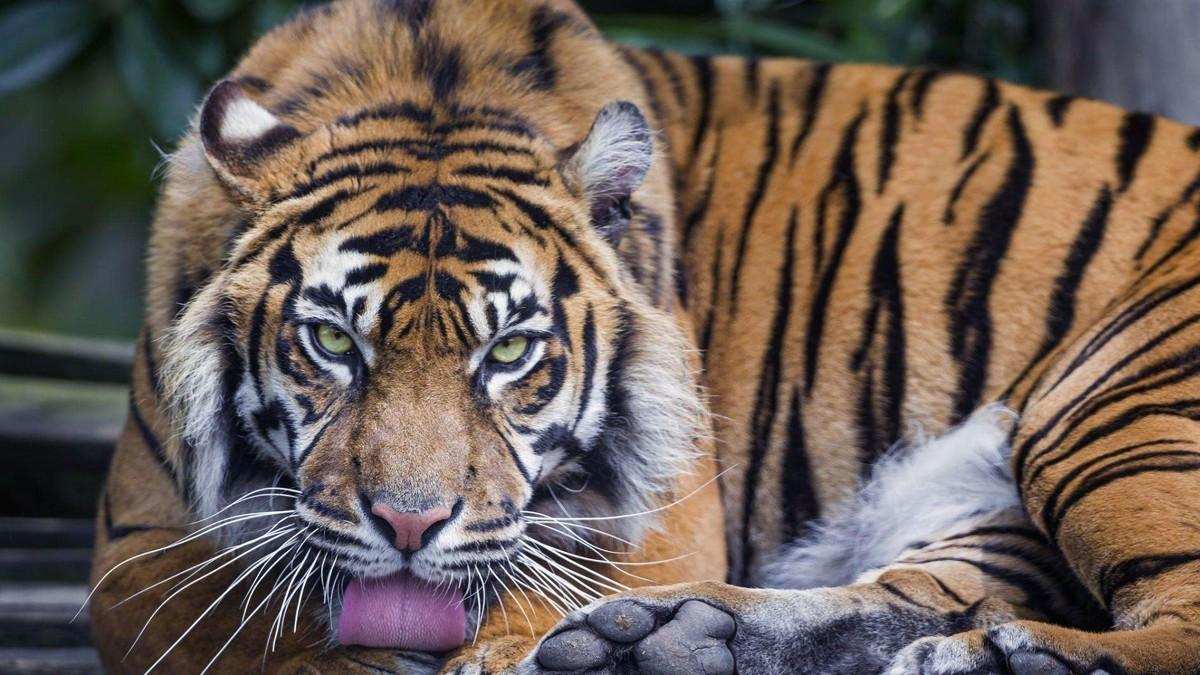 从6只到184只华南虎被保护了20多年数量增长为何如此缓慢