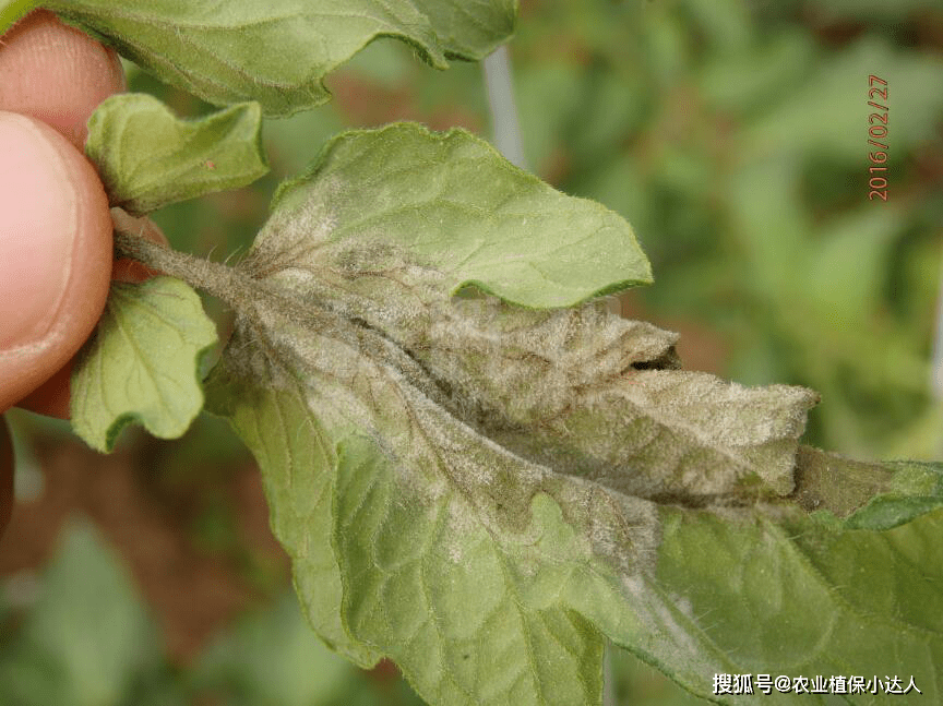 番茄晚疫病的防治措施
