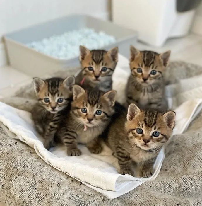 铲屎官家里五只猫咪,据说有五倍的快乐