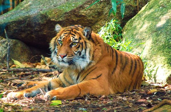 原创黄道君神准预言大金虎晚年境遇竟如此老天爷不和你开玩笑