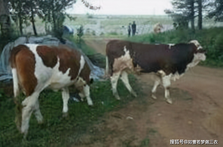 人口牛后(3)