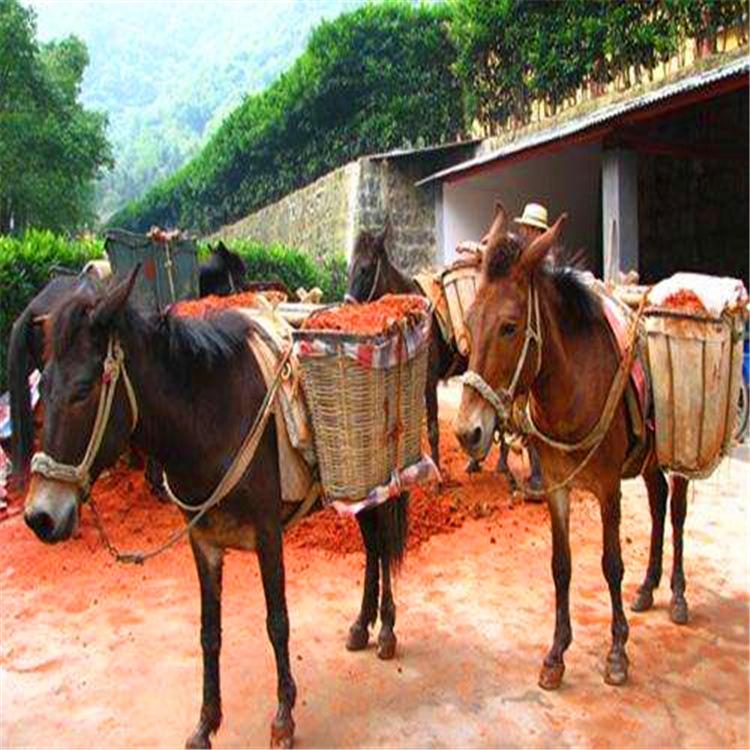 驴肉|农村俗语驴肉香马肉臭打死不吃骡子肉为啥？有道理吗？