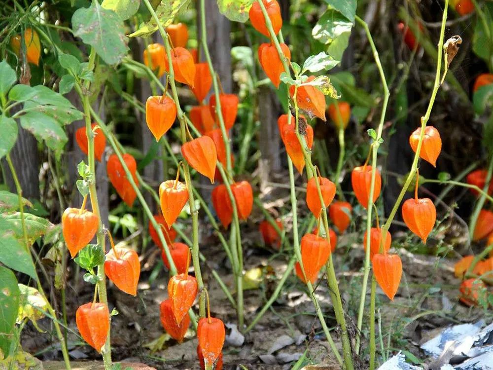 原创俗称红姑娘2千年前就已种植如今却炒成进口货黑不黑