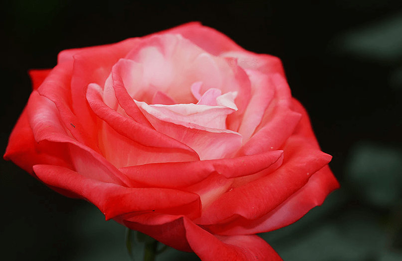 这10款“变色月季”,颜色多变,好看又好养 这10款“变色月季”,颜色多变,好看又好养