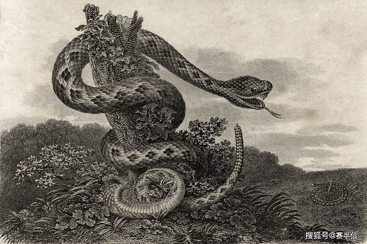 梦回深渊，男性梦境中的大蟒蛇与自我掌控的寓言