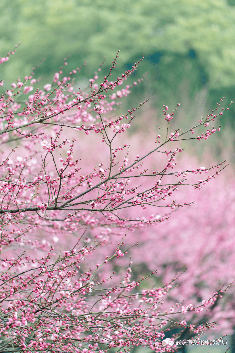 武汉春节去哪儿？景区指南上线