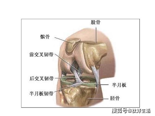 十字韧带撕裂自己会愈合吗 有哪些治疗方法 关节