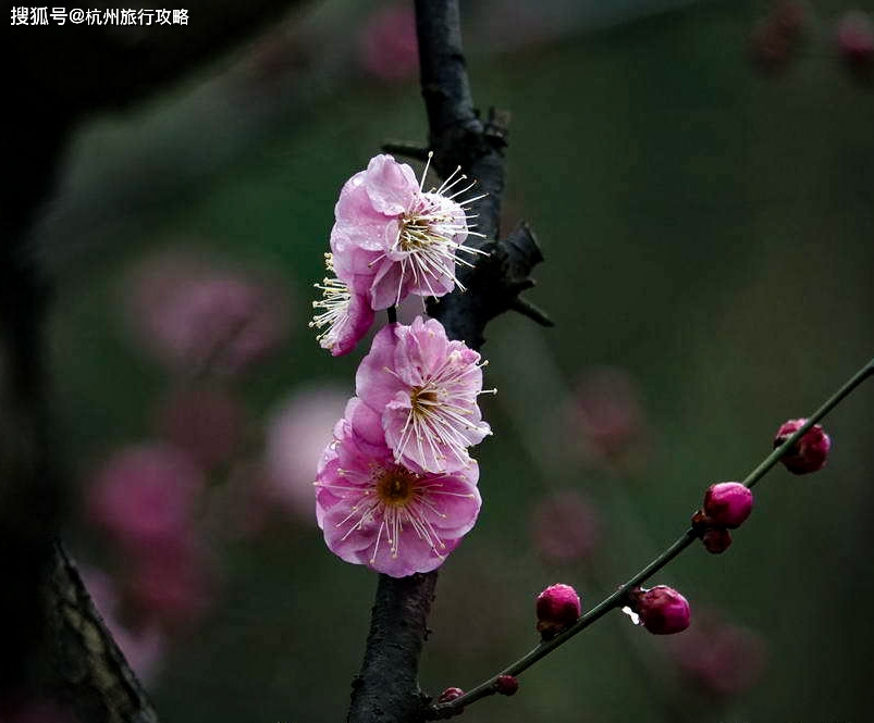 留杭指南特别篇--灵峰探梅，春节杭州旅游不要错过那一抹暗香！