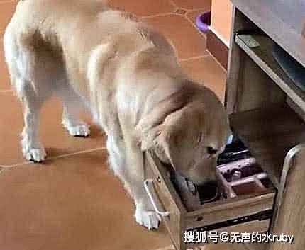 狗狗在家等主人的一天 f27de6e148bd427f9dc66c80c9e17265.jpeg