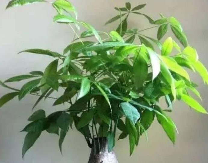 发财树一盆可以养4棵吗 f3f76e1133a5404cb0b72e9b2557c8d7.jpeg