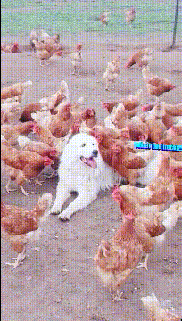 图片[1]-GIF搞笑段子：狗子：一觉醒来，我成了鸡中的王者。-妖次元