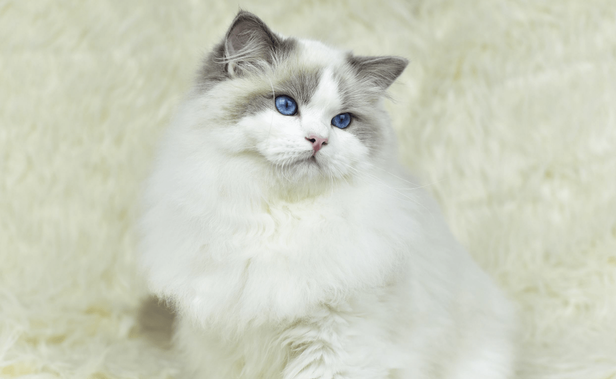 布偶猫虽然长得像娇小姐但其实特别好养活非常适合新晋铲屎官