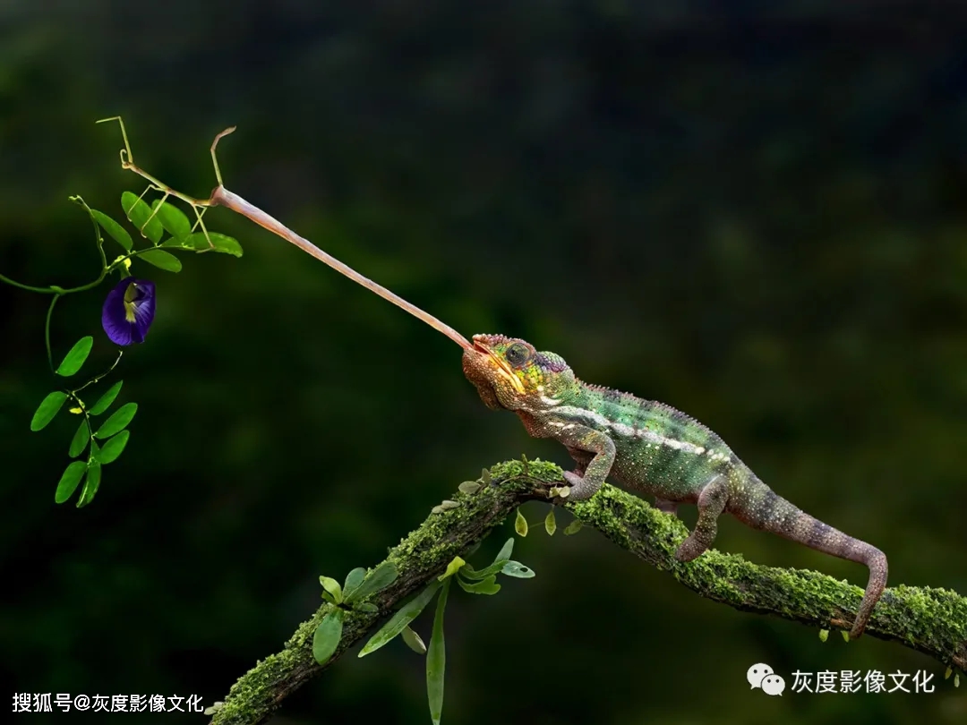 第三届18度灰国际摄影巡回赛丨自然不限组获奖欣赏
