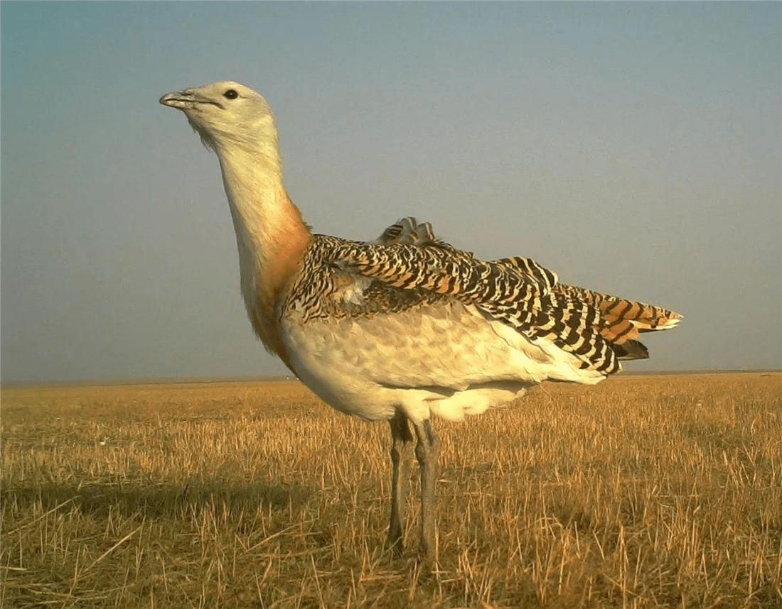 北京通州飞来2只匈牙利国鸟,中国不超过1500只,有个古怪的名字