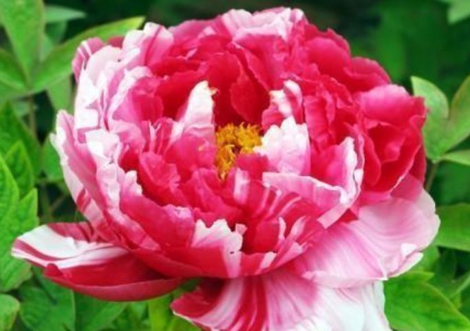 家里就养4种花 妖艳妖娆 层层交叠 烂漫迷人眼 花朵