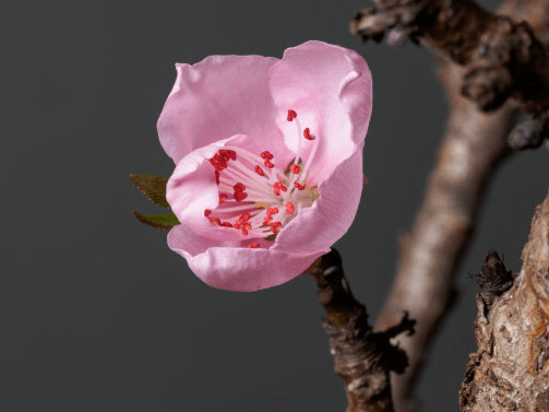 年底,阴阳转化,五行火汇聚构建火土生财局,时机一来,先是运势朽木逢春