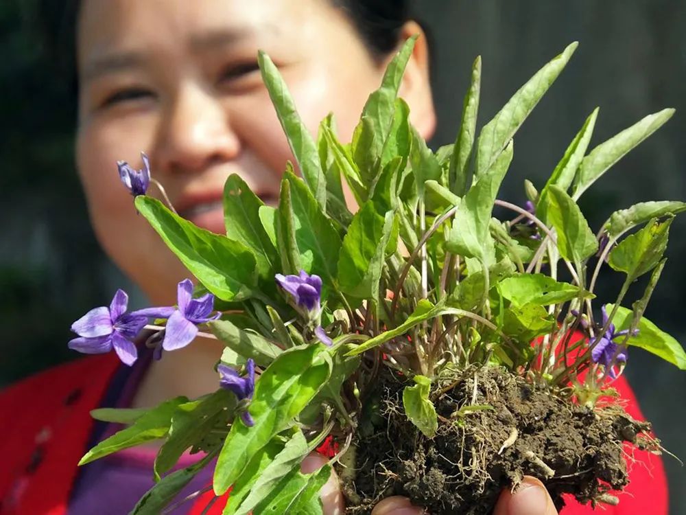 除此之外,在民間還有著堇菜,鏵頭草,光瓣堇菜,堇堇菜,箭頭草,地丁