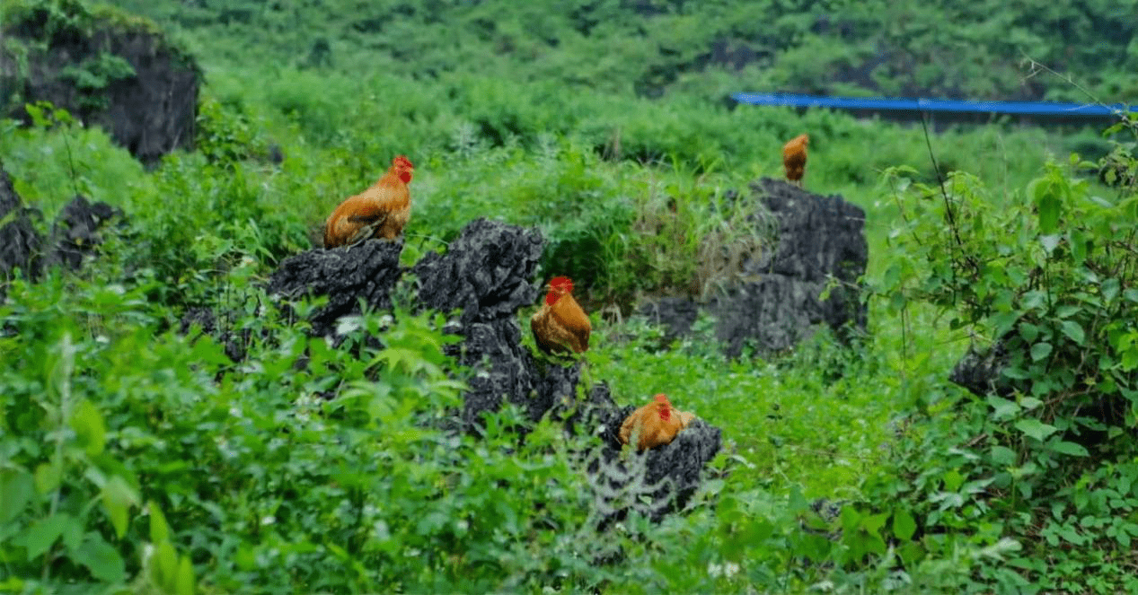 吃鸡辅助群_暴鸡抢单辅助_贵阳捉鸡麻将辅助