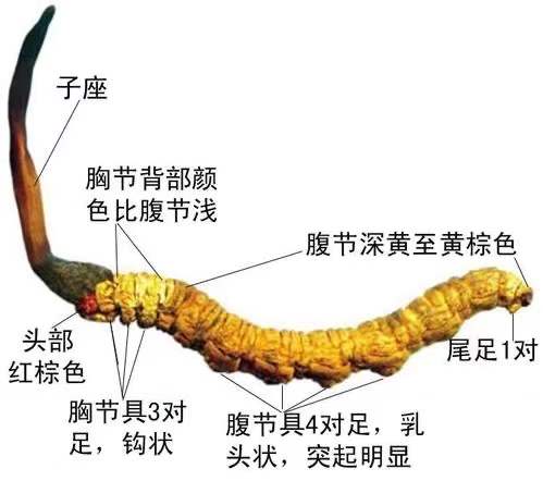 冬虫夏草怎么分辨冬虫夏草最简单的辨识方法