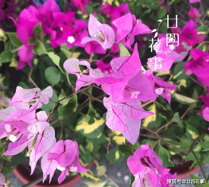 d3d1956d27244ac481715b6281d0e671.png