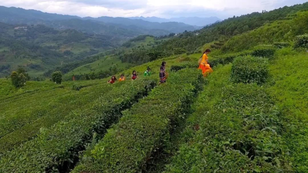 (滇红茶有机茶基地)