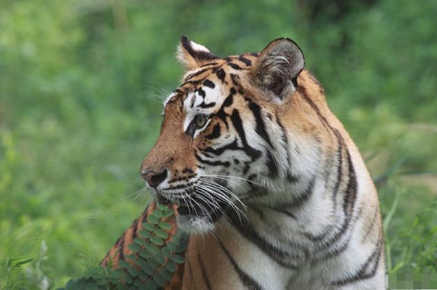 原创生肖虎的最佳配偶天生注定大富大贵相爱一生不分离