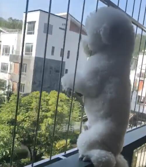 貴賓犬爬防盜網，變身成猴子，這個姿勢也沒誰了！ 萌趣萌寵 第3张