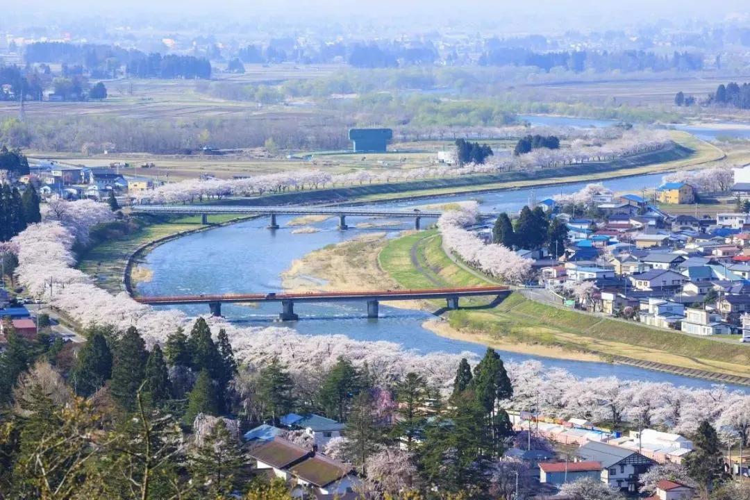 檜木內川是流經秋田縣的一級河流,因為角館河段栽種在河堤上的400多株