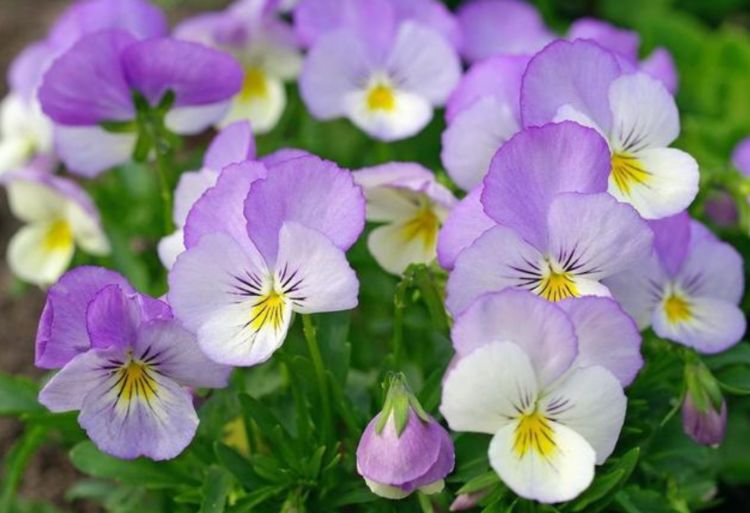 几种花 开花漂亮又好养 浇水就疯长 开花爆盆很容易 三色堇