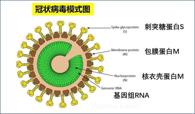 新冠病毒示意图图片