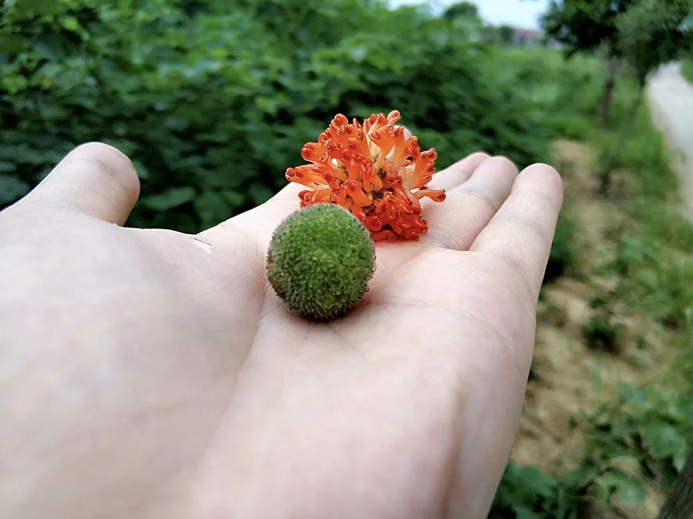 集野菜,野果,药材于一身,经济价值极高,为何 "臭名昭著"?_构桃