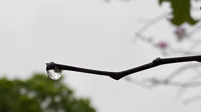 戴欣明闲言碎语 寄深圳第一场春雨 二零二一年腊月二十九日