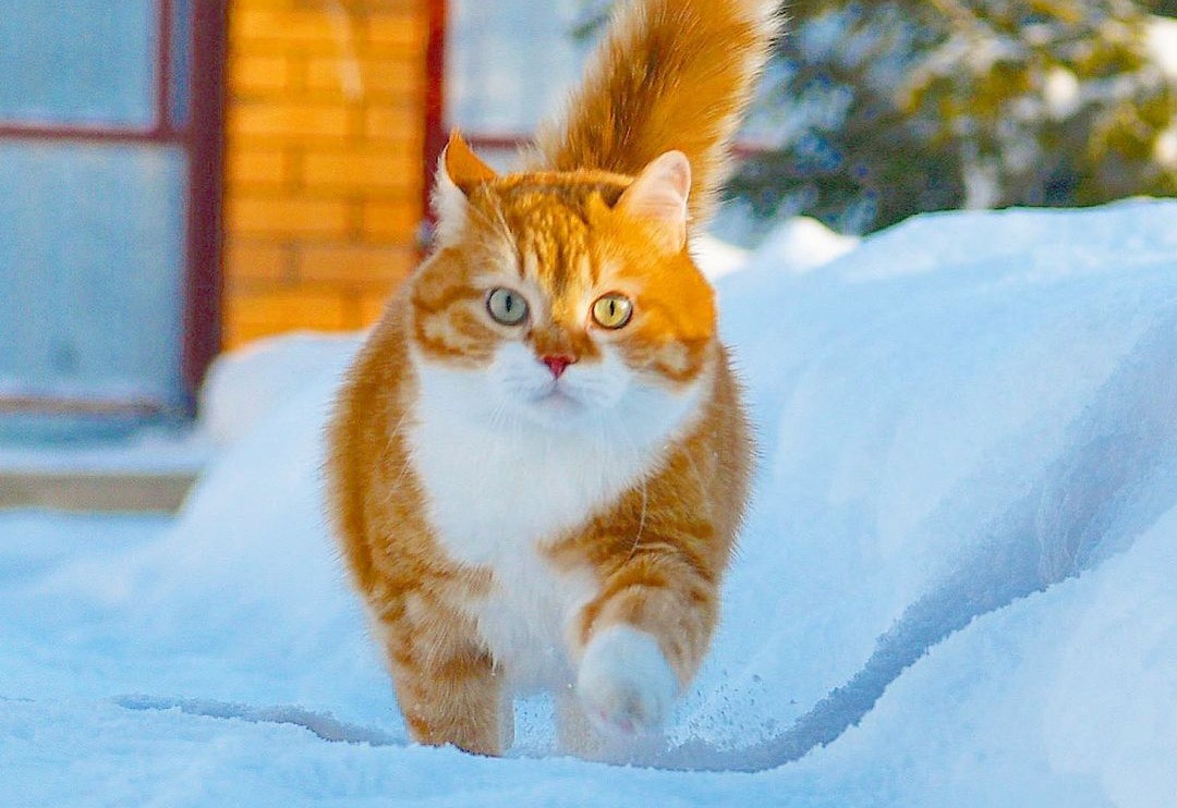 雪猫 雪-猫，在-色-86227843.jpg