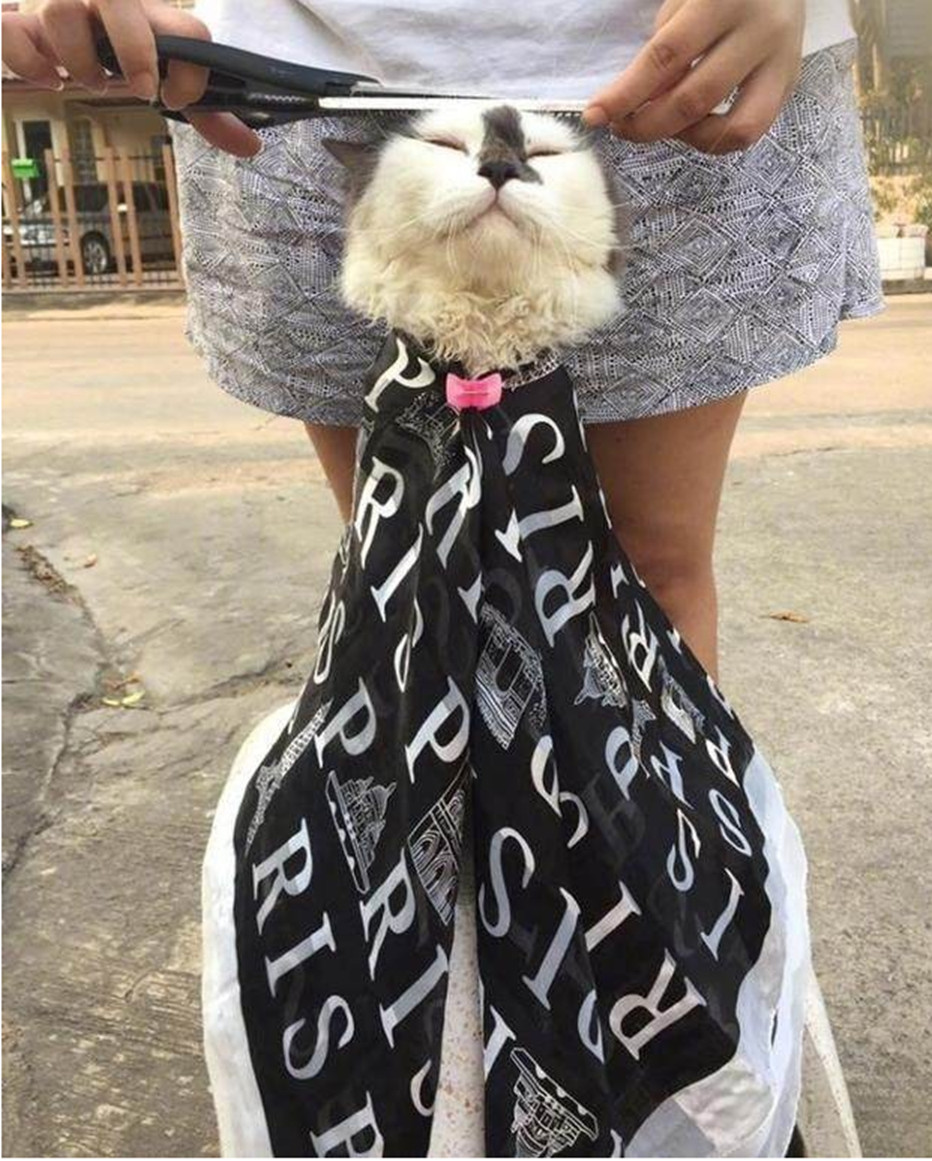 网友闲着没事做,给猫咪修剪毛发,没想到猫咪的表现让人乐翻了!